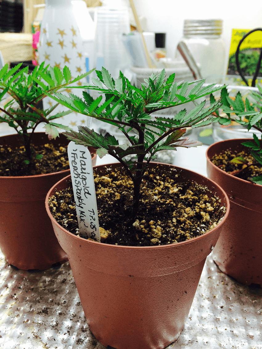 How to Harden Off Your Seedlings