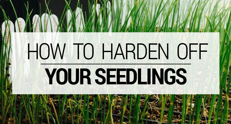 How To Harden Off Your Seedlings