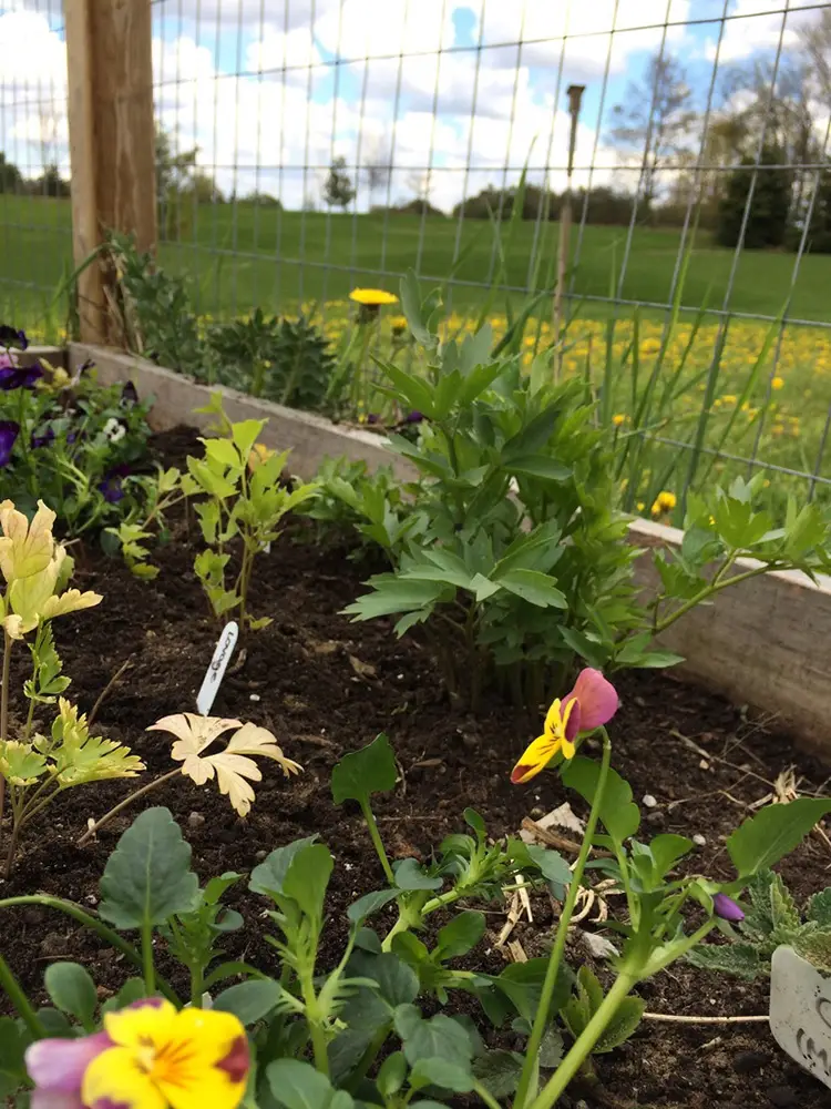 Complete Guide to Growing Lovage