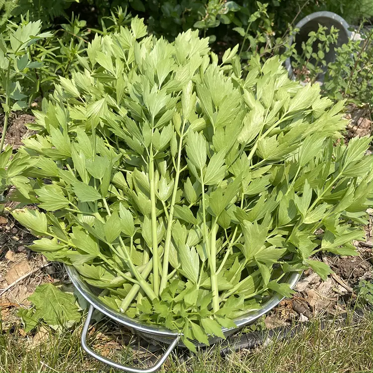 Your Complete Guide to Growing Lovage