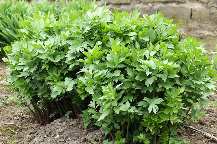 Complete Guide to Growing Lovage