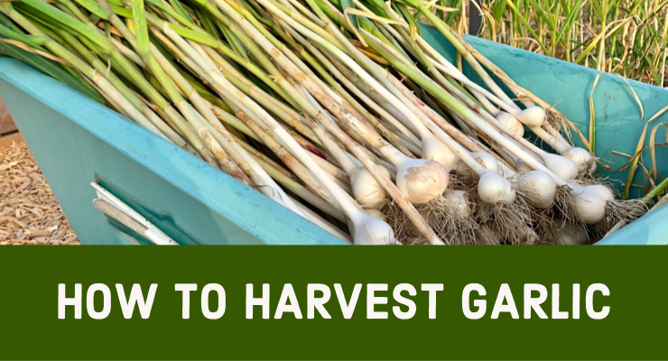 How to Harvest Garlic