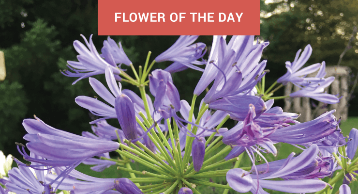 Agapanthus