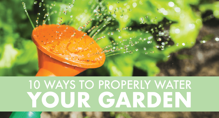 10 Ways to Properly Water Your Garden