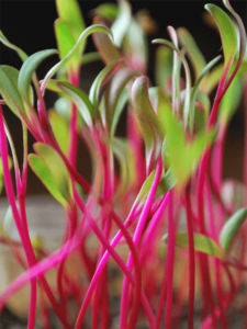 How to Grow Microgreens on Your Windowsill