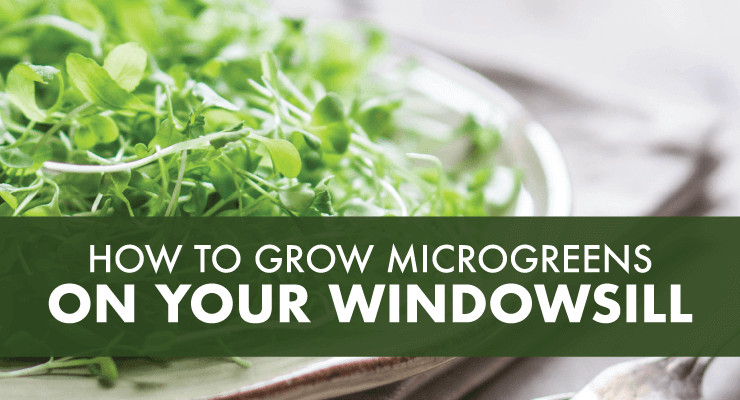 How To Grow Microgreens on Your Windowsill