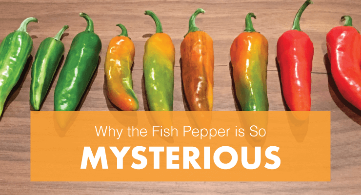Why the Fish Pepper is So Mysterious