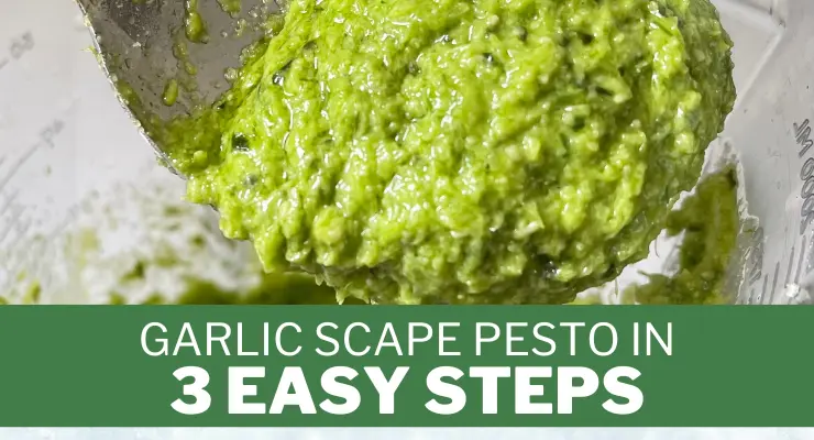 Garlic Scape Pesto In 3 Easy Steps