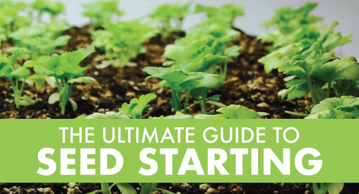 The Ultimate Guide to Seed Starting The Ultimate Guide to Seed Starting