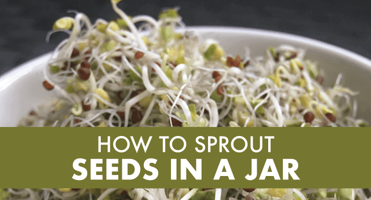 How to Sprout Seeds in a Jar How to Sprout Seeds in a Jar