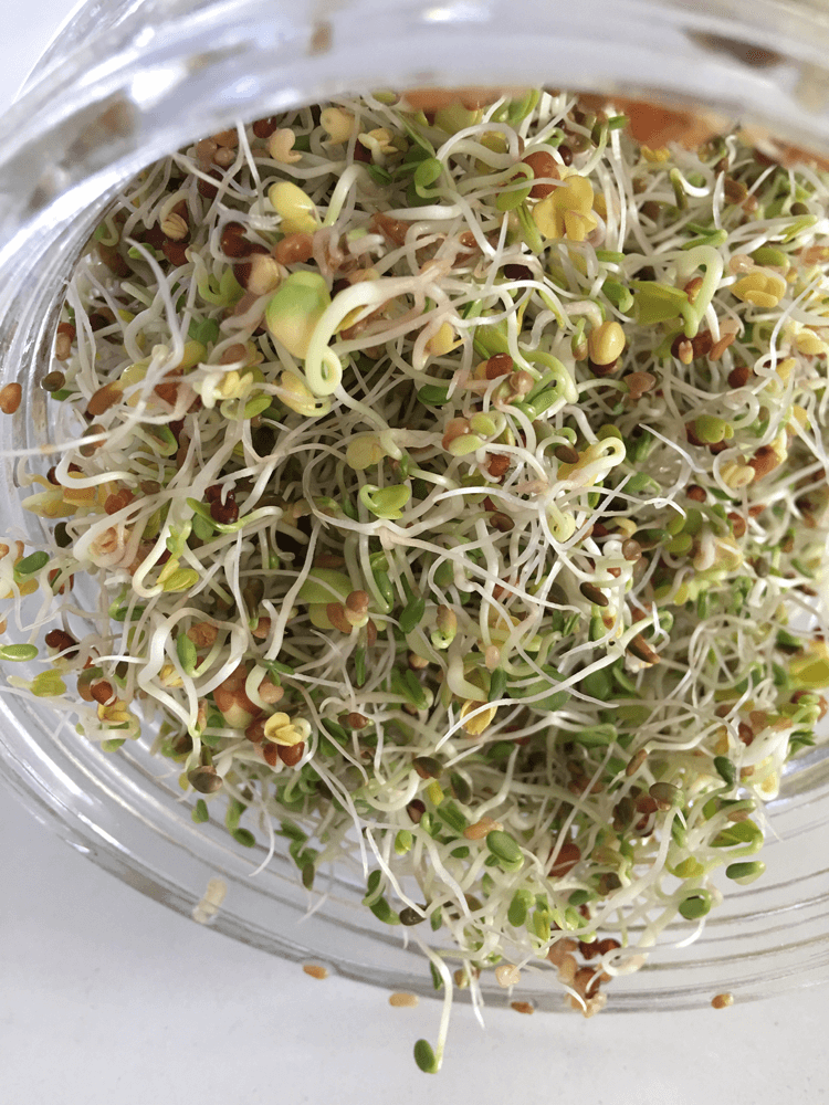 How to Sprout Seeds in a Jar