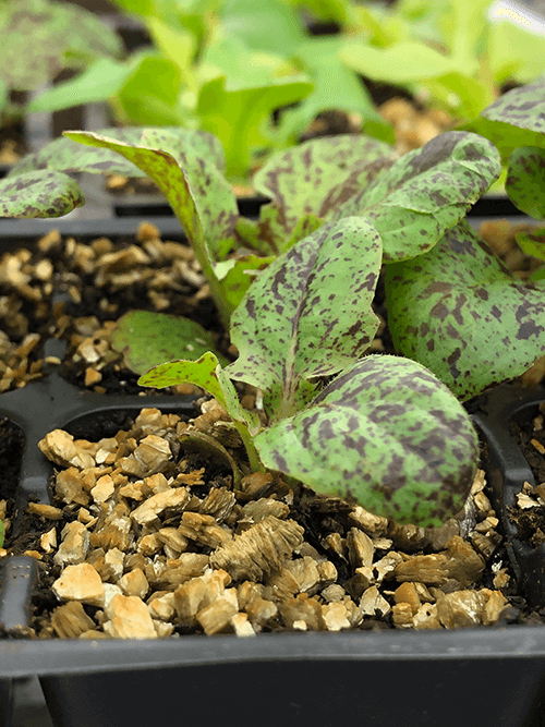The Ultimate Guide to Seed Starting