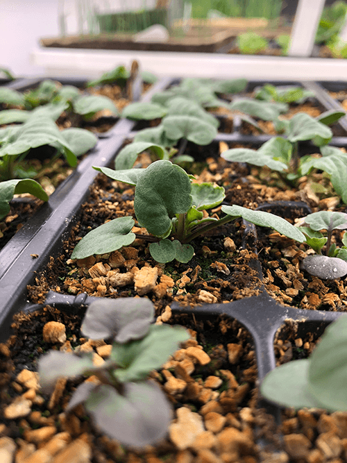 The Ultimate Guide to Seed Starting