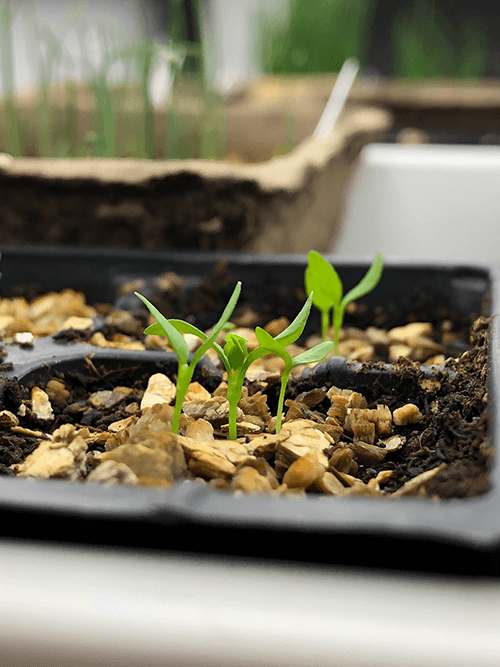 The Ultimate Guide to Seed Starting