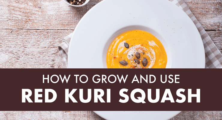 How to Grow and Use Red Kuri Squash