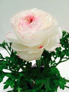 Ranunculus Picotee