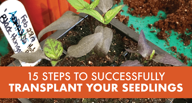 15 Steps to Successfully Transplant Your Seedlings