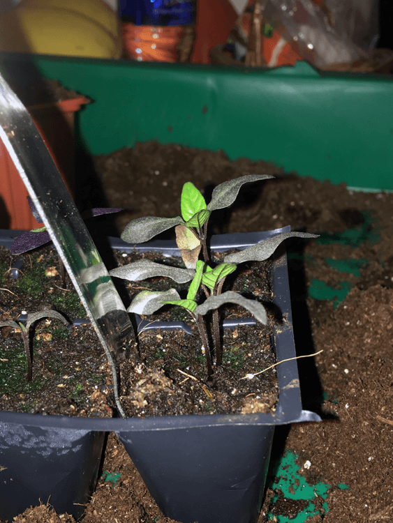 Widger-in-the-soil