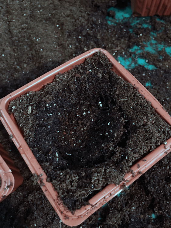 A "well" in the pot soil