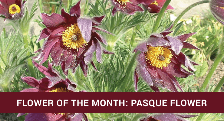 Flower-of-the-Day-Pasque-Flower