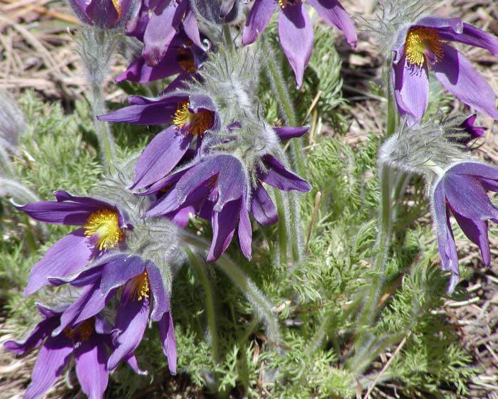 Pulsatilla-Vulgaris