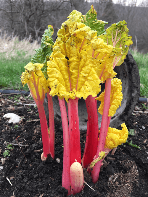 How to Force Rhubarb - 4 Days Later