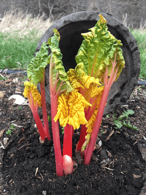 Rhubarb Forcing After 5 Days