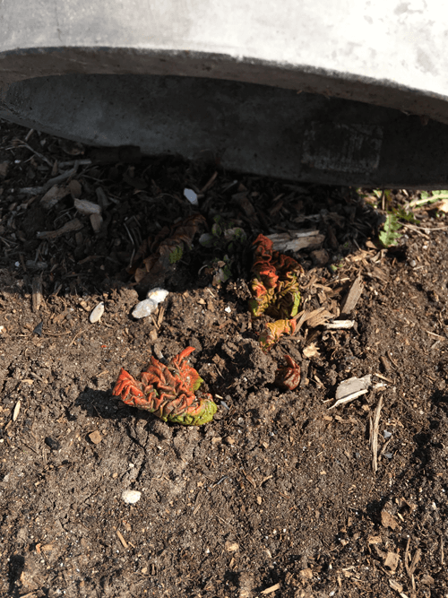 How to Force Rhubarb - About to Cover