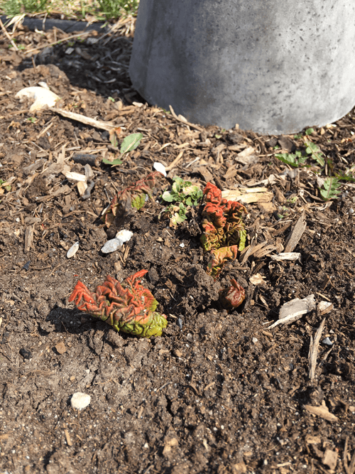 How to Force Rhubarb - Before Covering