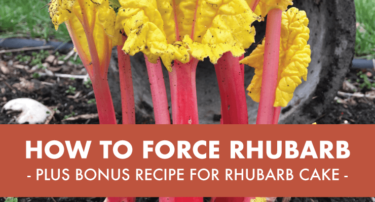 How to Force Rhubarb