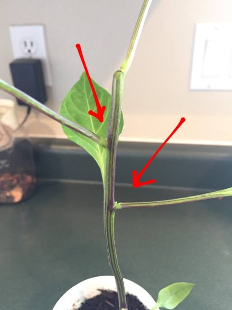 How and Why You Should Prune Pepper Plants