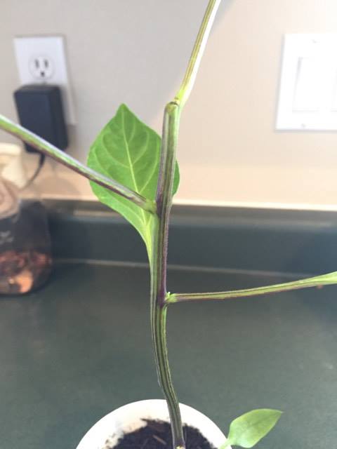 How and Why You Should Prune Pepper Plants