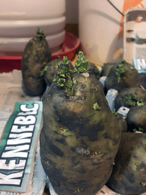 How and Why You Should Chit Your Potatoes