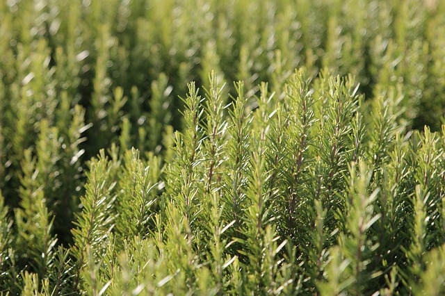 10 Must Have Herbs For Your Vegetable Garden