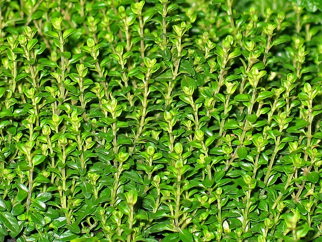10 Must Have Herbs For Your Vegetable Garden