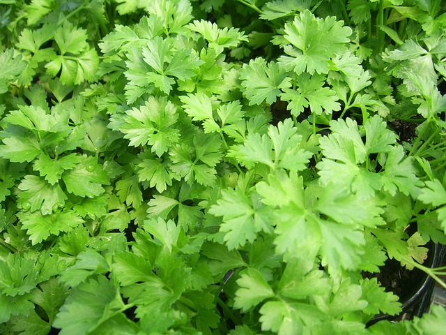 10 Must Have Herbs For Your Vegetable Garden