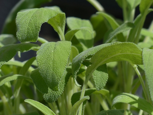 10 Must Have Herbs For Your Vegetable Garden