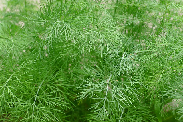 10 Must Have Herbs For Your Vegetable Garden