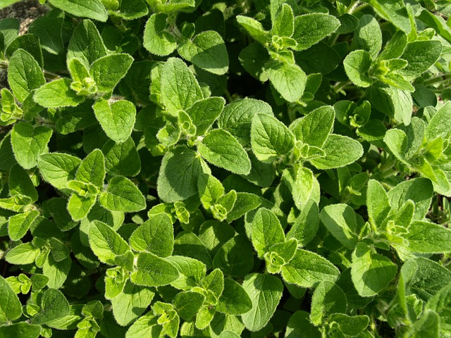 10 Must Have Herbs For Your Vegetable Garden