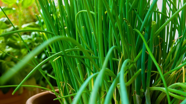 10 Must Have Herbs For Your Vegetable Garden