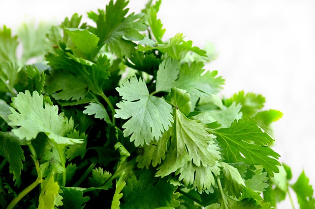 10 Must Have Herbs For Your Vegetable Garden