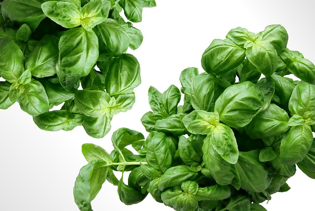 The Best Way to Harvest Basil