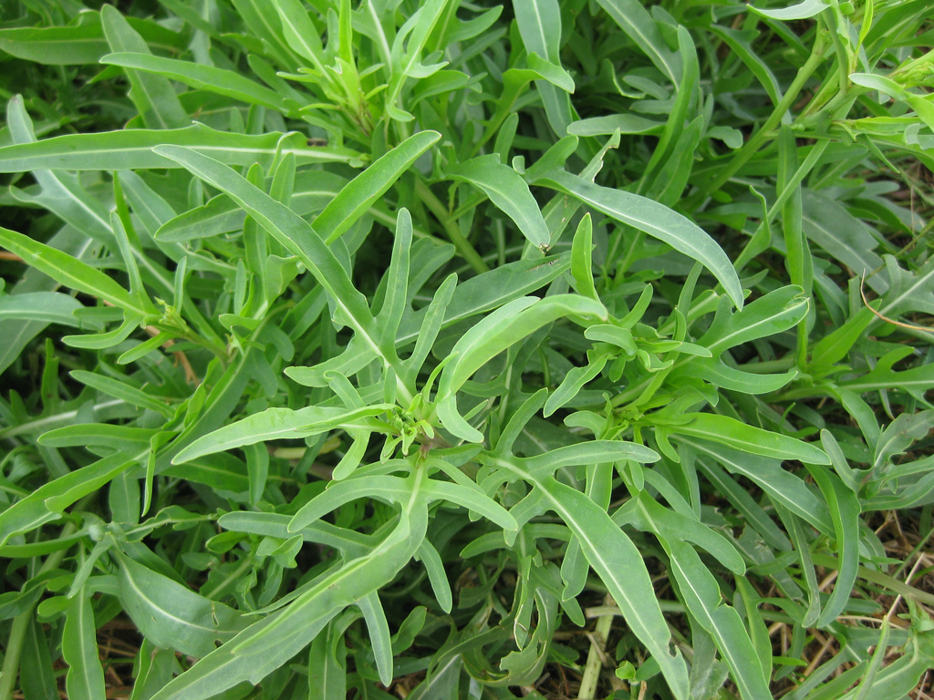 10 Must Have Herbs For Your Vegetable Garden