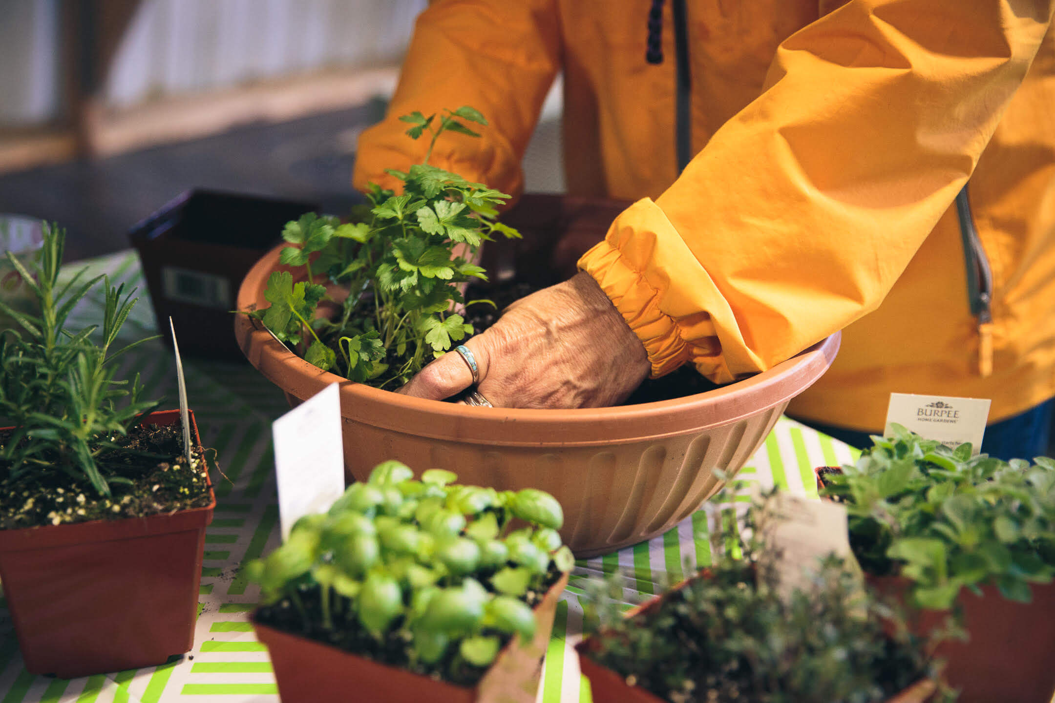 10 Must Have Herbs For Your Vegetable Garden