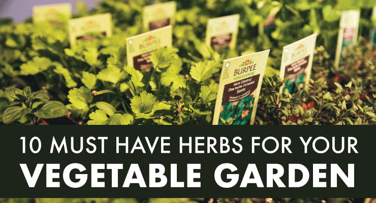 10 Must Have Herbs For Your Vegetable Garden