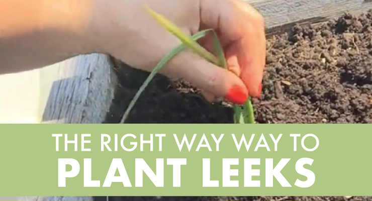 The Right Way to Plant Leeks