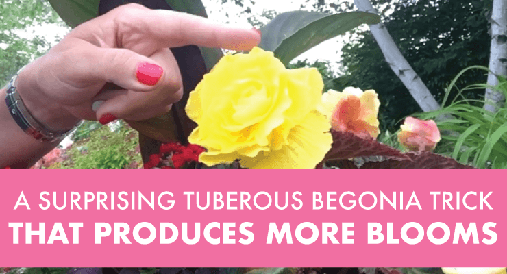 A Surprising Tuberous Begonia Trick That Produces More Blooms
