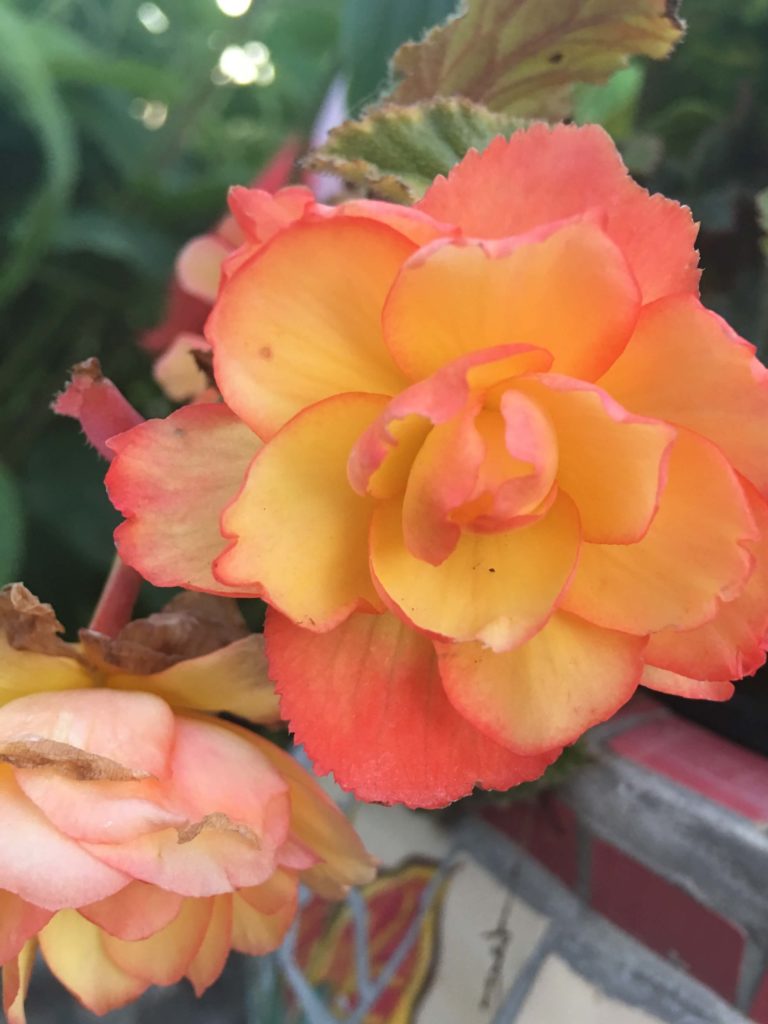 Tuberous Begonia Trick