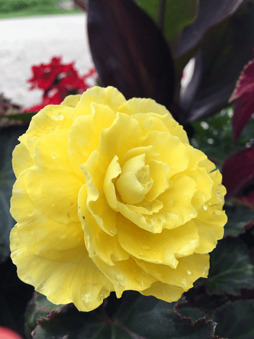 Tuberous Begonia Trick