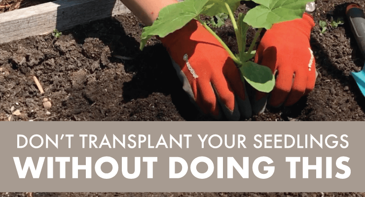 Dont Transplant Your Seedlings